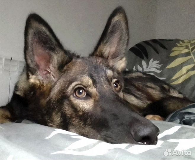 Прекрасный пёс ждёт своего человека