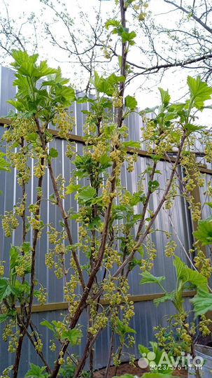 Саженцы плодово- ягодные