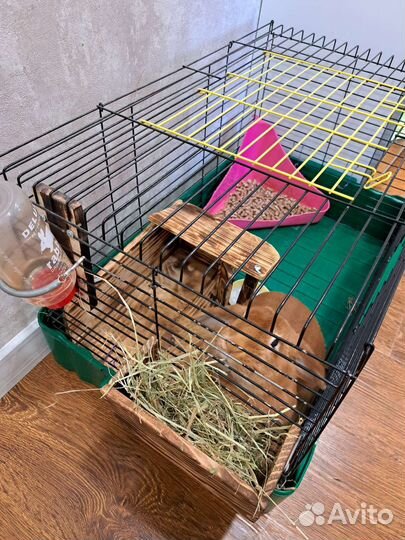 Декоративный кролик