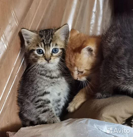 Котята в добрые руки