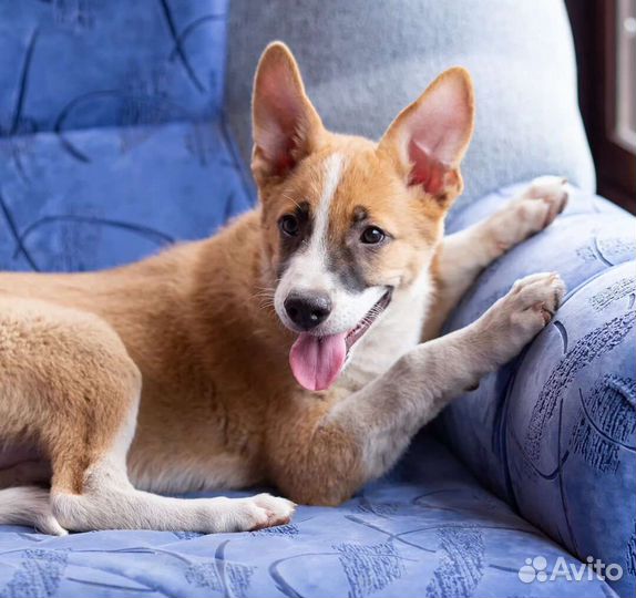 Щенок Бутуся кобель в дар