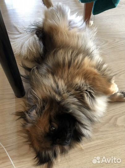 Вязка пекинес