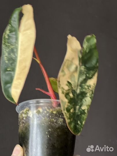 Фил. Биллитау вар