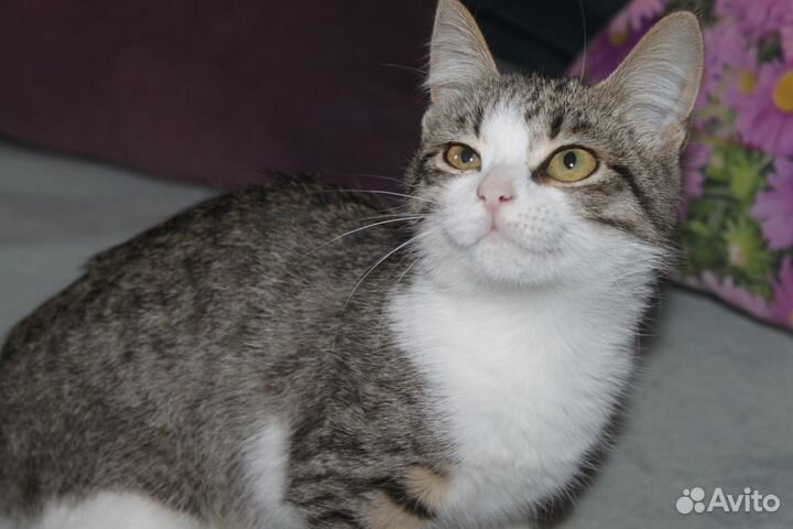 Котенок девочка