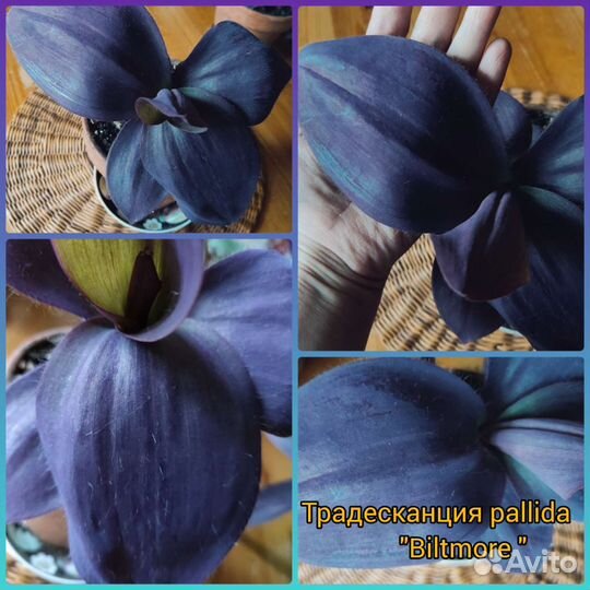 Традесканции сортовые часть 4