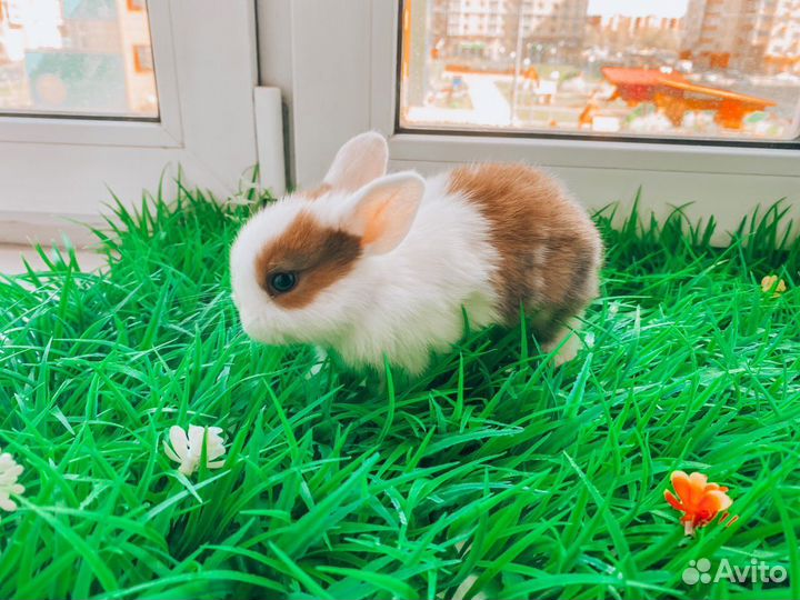 Карликовый кролик мини
