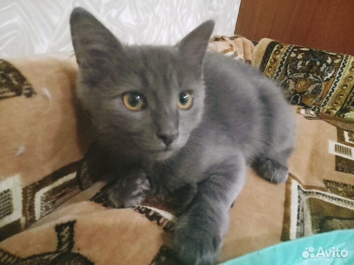 Котик в добрые ручки
