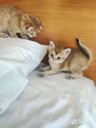 Котята золотая шиншилла