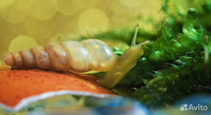 Мокрицы и улитки