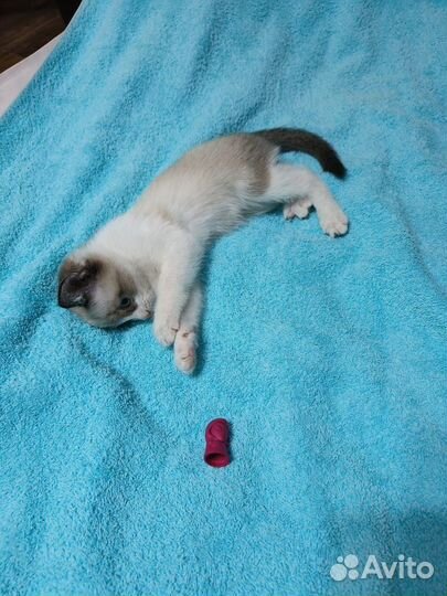 Самая ласковая девочка