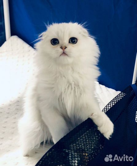 Котик шотландский