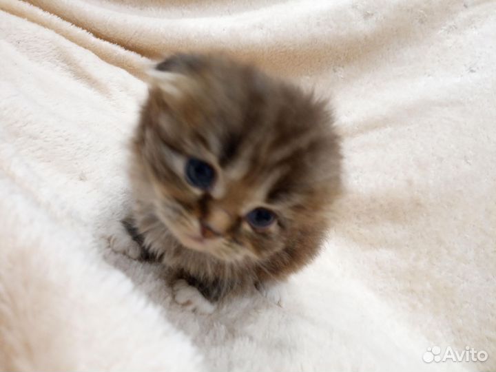 Отдам котят в хорошие руки, шотландцы