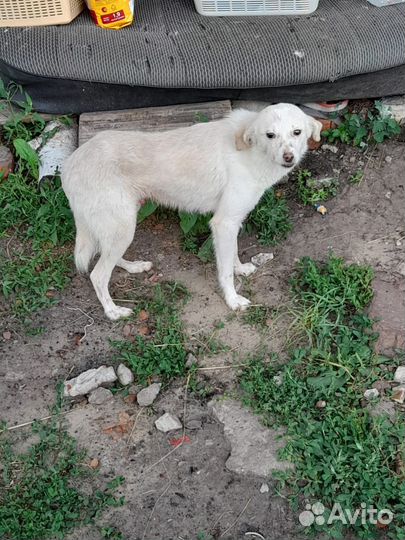 Щенок -подросток с осиротевшей передержке