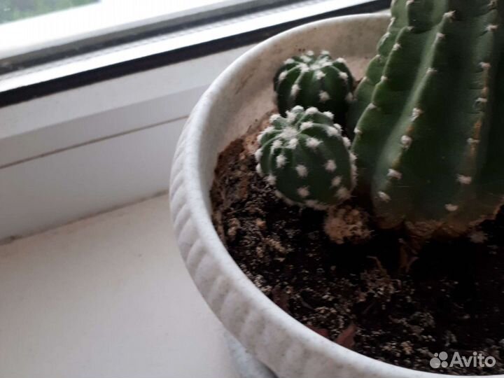 Цветы комнатные растения