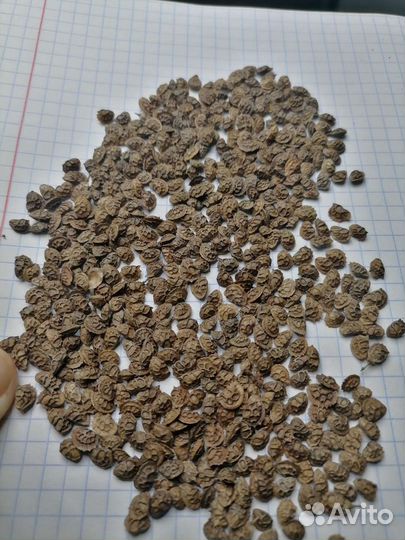 Семена Фацелия, Эспарцет