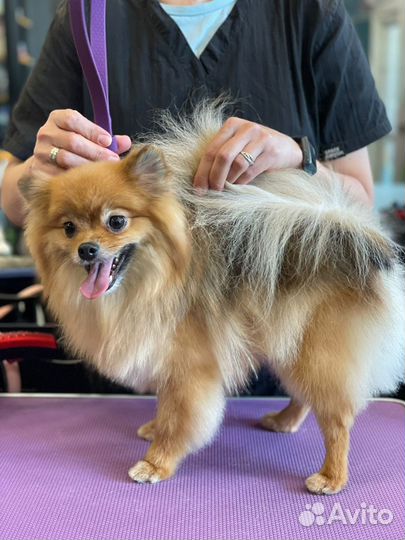 Модели для груминга