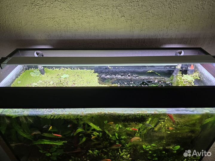 Аквариум со всем содержимым