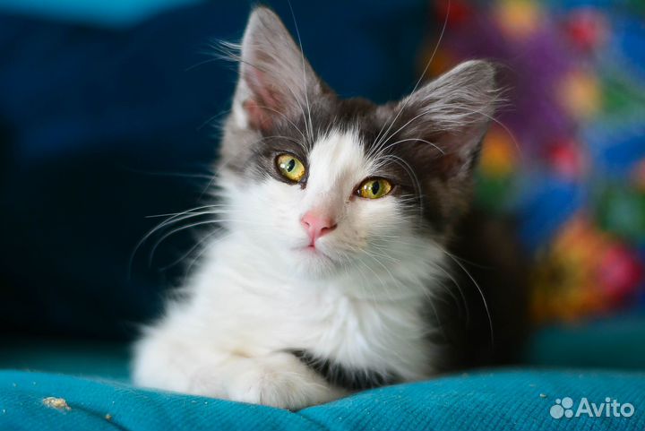 Котенок пушистый гремлин