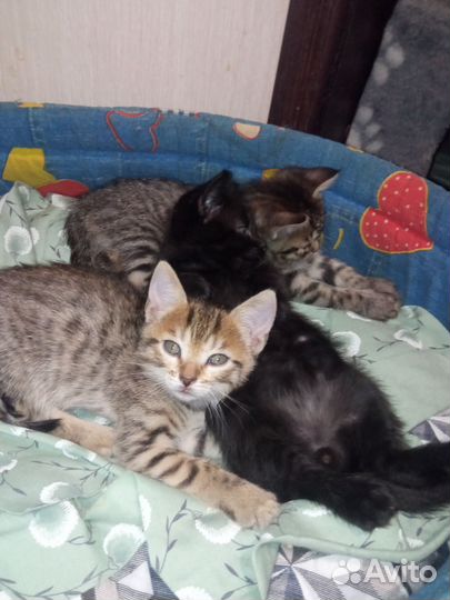 Котята в добрые руки