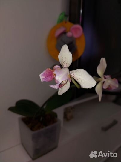 Орхидея фаленопсис Майя- трилипс