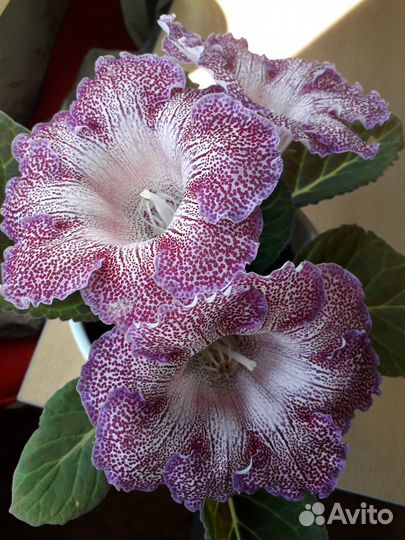 Глоксиния гигант-Тигрина-детки