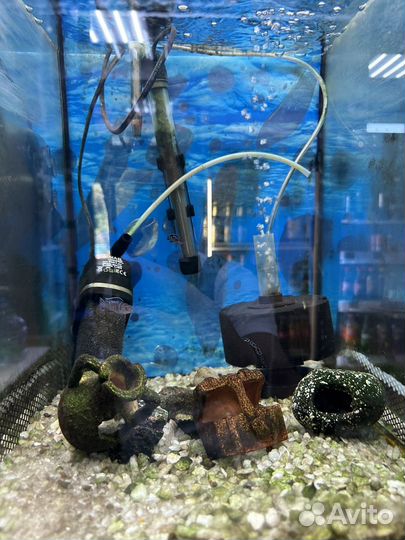 Малавийские цихлиды