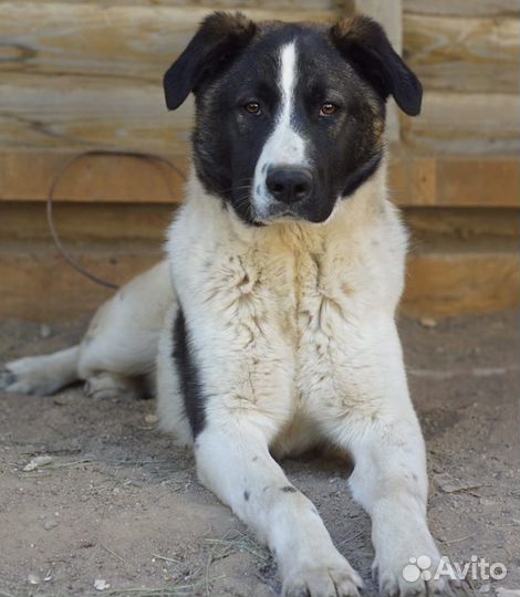 Собака Лапоть в добрые руки