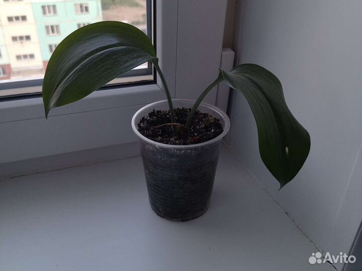 Эухариус амазонская лилия