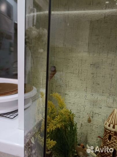 Улитки аквариумные