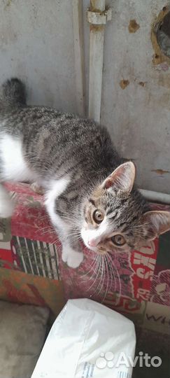 Васенька ищет дом