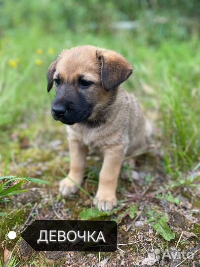 Щенки бесплатно