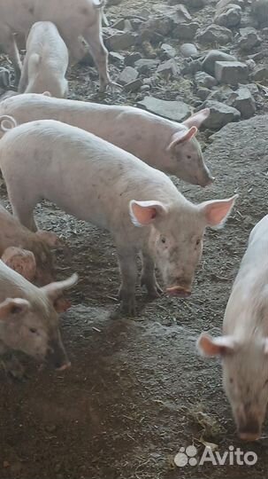 Поросята русская белая