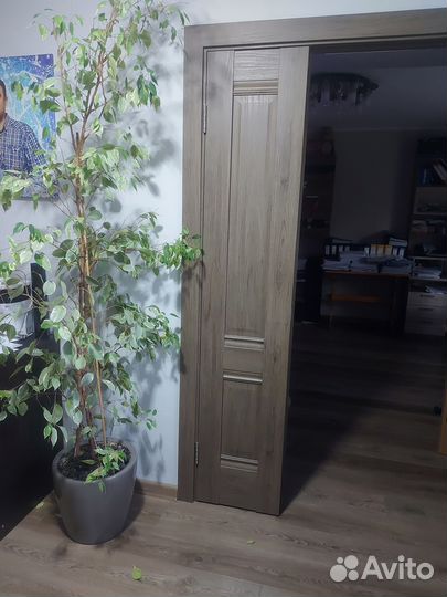 Фикус Бенджамина