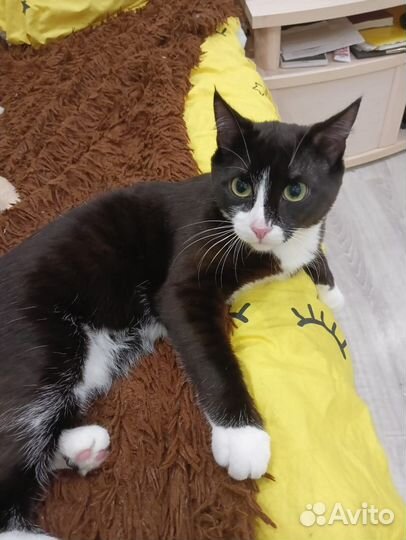 Котеночек