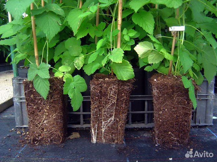 Рассада малины