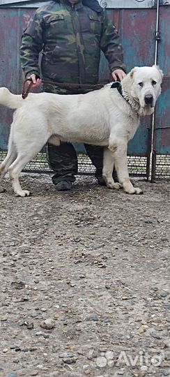 Алабай вязка