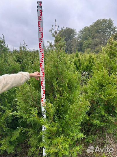 Туя брабант, вудварди, смарагд, хозери