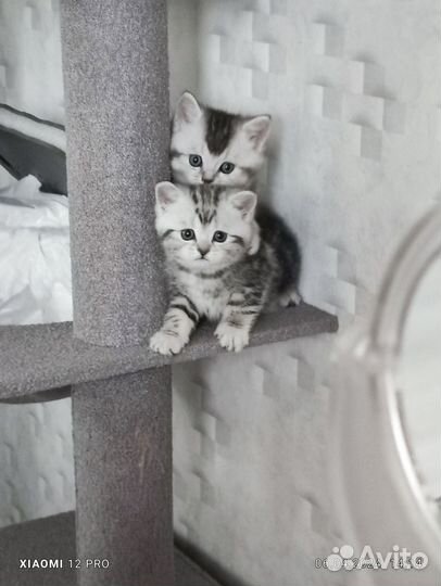 Шотландские котята