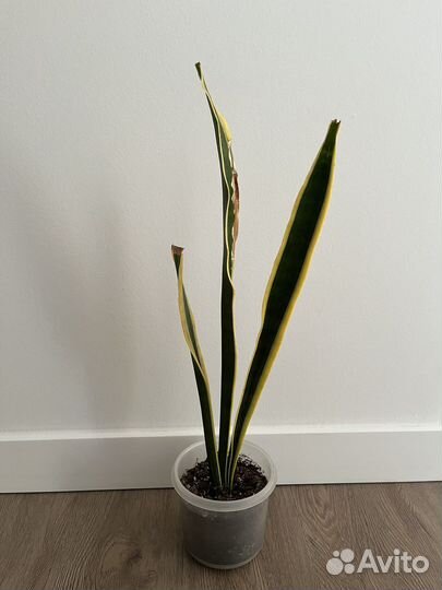 Сансевиерия