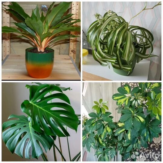 Хлорофитум Бонни, Грин Оранж, шефлера, монстера