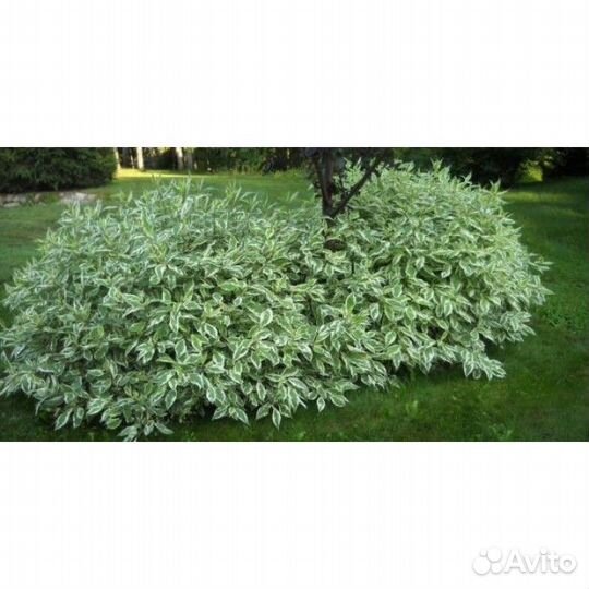 Дерен пестролистный