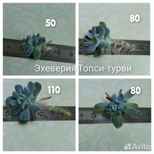 Суккуленты