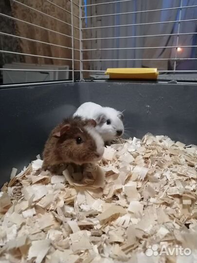 Морская свинка