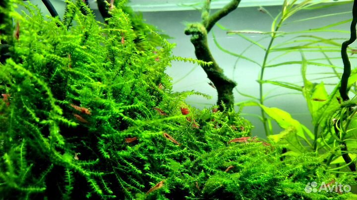 Креветки Cherry