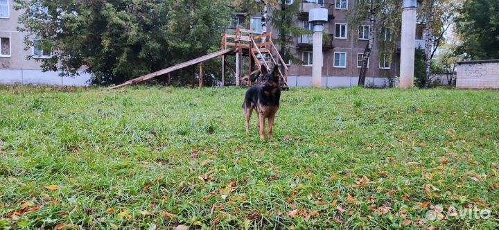 Зевс ищет подругу