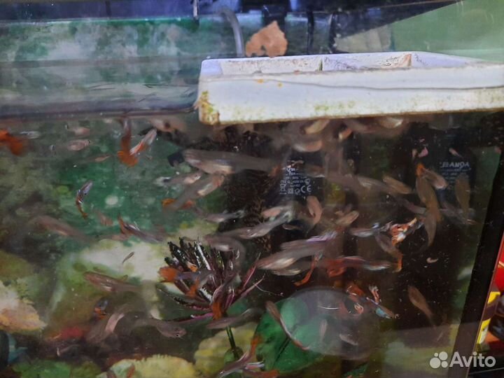 Рыбки гуппи