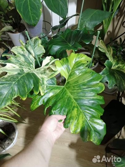 Филодендрон эванса вариегатный
