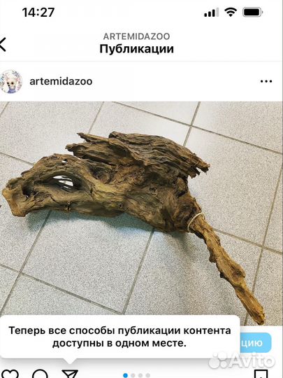 Корень мангрового дерева