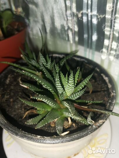 Цветы домашние в горшках