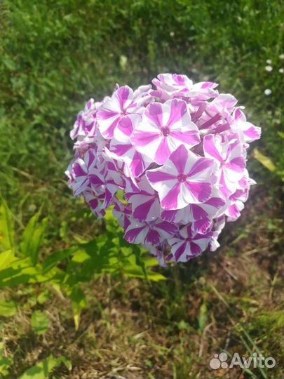 Сирень сортовая